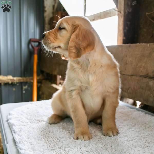 Pixie, Golden Retriever Puppy